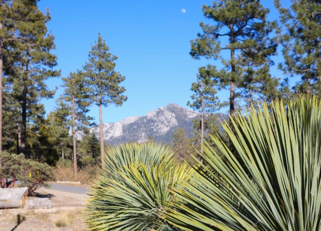 Landscape on Idyllwild Arts campus.